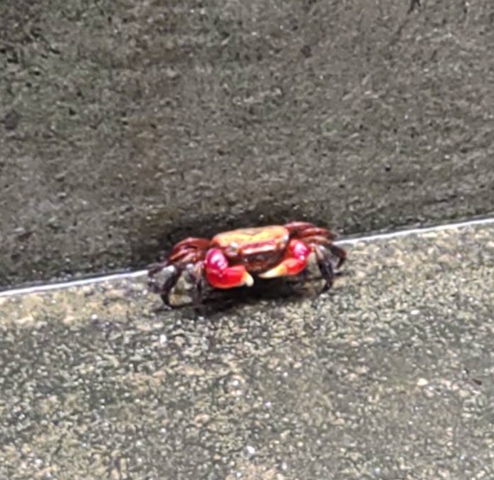カニ カニ